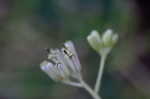 Pale Indian plantain